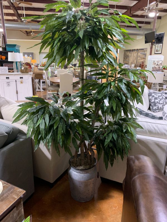 Picture of 7 ft - Four Head Green Mango